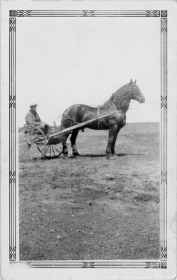 John N Chernoff 1934 Veregin Saskatchewan. Grandfather at work with stud horse John N Chernoff