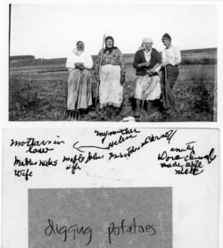 Digging Potatoes. Aunty Dora Chernoff, Hanya Chernoff nee Semenoff (wife of John N) Mabel - John Js wife, Mabel- Nick Js wife (both daughters-in-law to Hanya) Grandmother Semenoff and daughter-in-laws