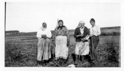 Digging Potatoes. Aunty Dora Chernoff, Hanya Chernoff nee Semenoff (wife of John N) Mabel - John Js wife, Mabel- Nick Js wife (both daughters-in-law to Hanya) Digging Potatoes.