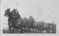 Team of Nikolai N. Chernoff's Horses Team of Tsars Horses