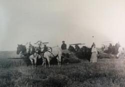 Chernoffs at Harvest Time Chernoffs at Harvest Time
