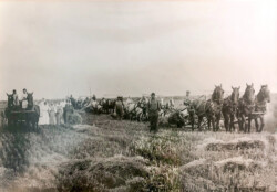 Harvest at Khutor. Chernoff Brothers with their teams of horses. Alosha (front right), Nicholai (front center) - his horses are to the left with the wagon, next Misha, then Vanya, and Fedya at the back. In the Wagon on the left Nicholai’s daughter Mabel (Later Mrs Rilkoff) and on the right ? (later Mrs Verigin). Woman standing closest to Nicholai is his wife Doonya. 1917 Harvest at Khutor. Chernoff Brothers with their teams of horses