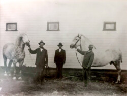 Khutor Ranch -Pure bred percheron stallions. Left to right Andre, Nicholas (Tsar), Alex Chernoff Pure bred percheron stallions