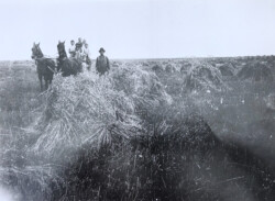Nicholas N. Chernoff and others during harvest, Khutor buildings visible in top right of photo Nicholas N. Chernoff and others during harvest